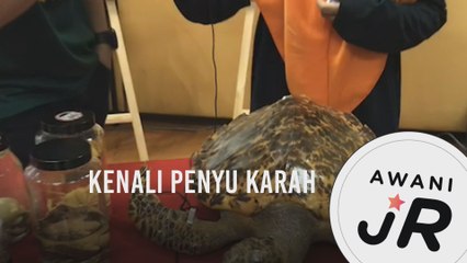 #AWANIJr: Kenali penyu karah