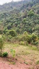 Đi bắt ong rừng gần biên giới (Going to catch wild bees near the border)