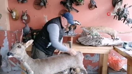 Ölü hayvanların içini doldurup işyerinde sergiliyor