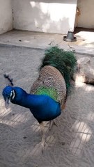 Big Peacock Video By Kingdom Of Awais