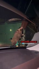 Roma, degrado Capitale: per le strade è ancora emergenza cinghiali