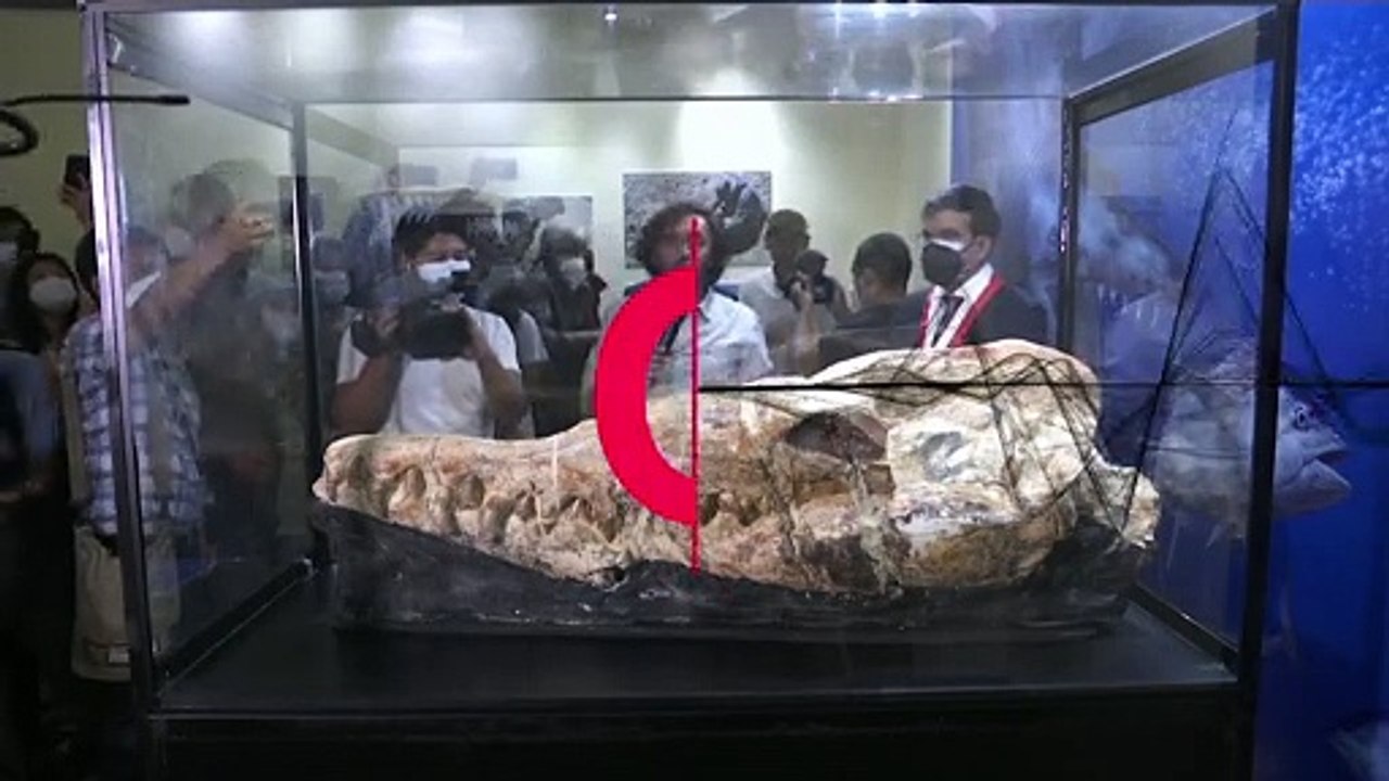 Palaeontologists unveil 36-million-year-old whale fossil found in Peruvian desert