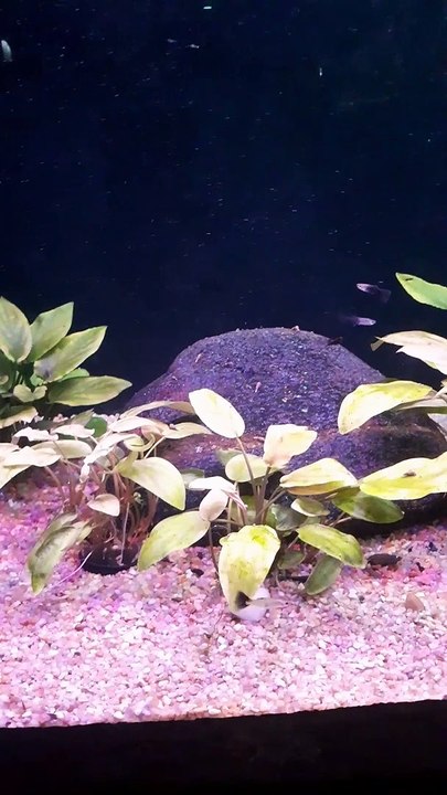 Freshwater Aquarium in Malampuzha Palakkad