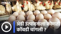 Eggs Production | अंडी उत्पादनाला कोणती  कोंबडी चांगली ? | Sakal |