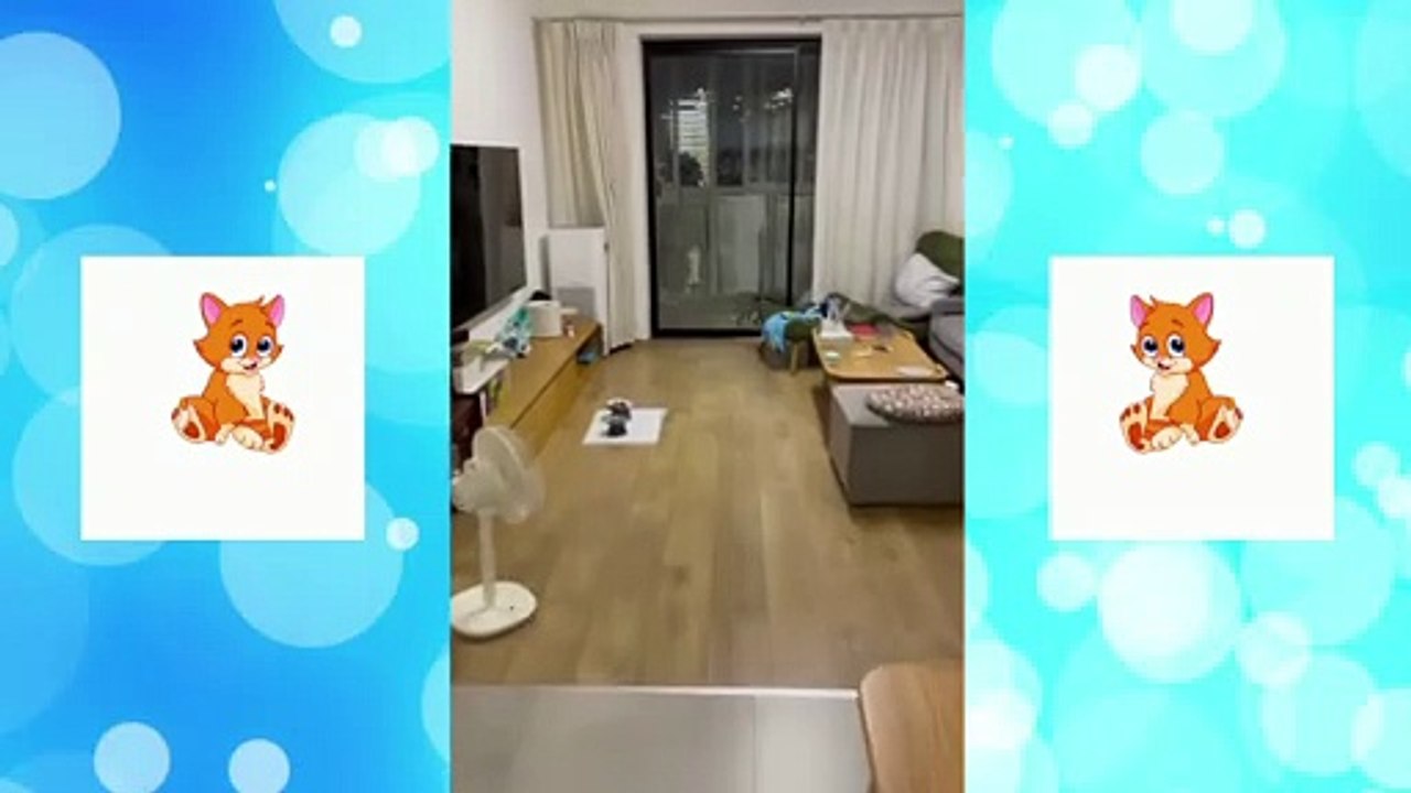 Funny Baby Cats