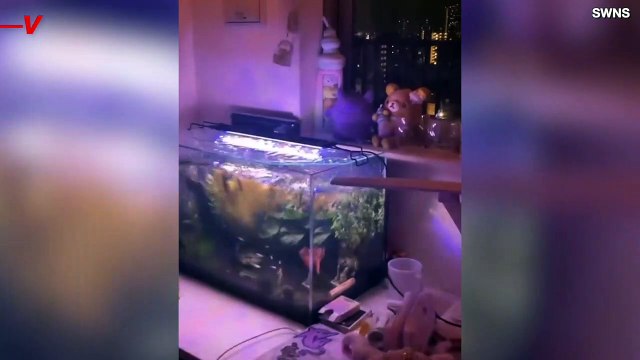 Tokyo Student Films Massive Earthquake From 13th Floor While Her Fish Tank Spills