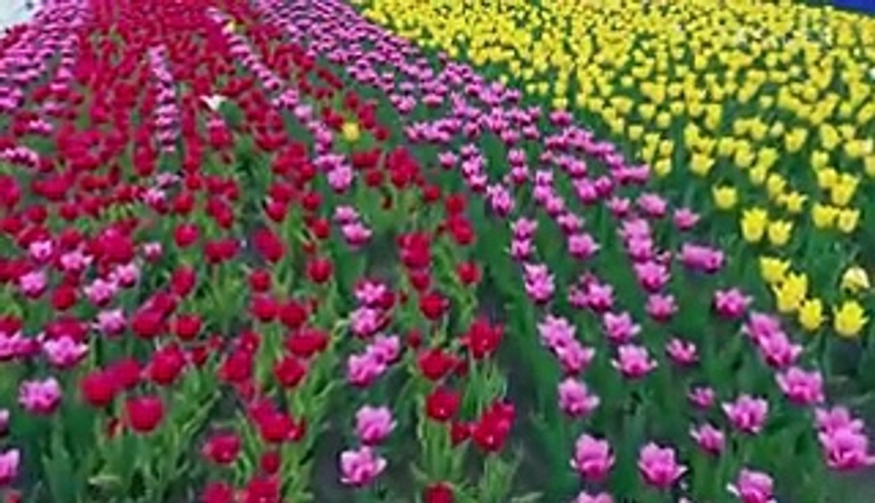 Doctors debunk 8 seasonal allergy myths