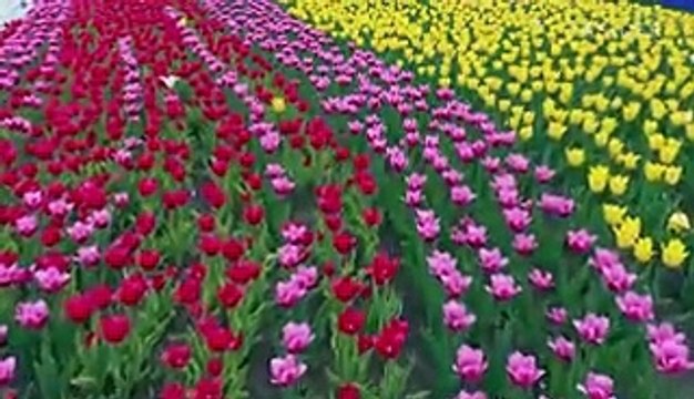 Doctors debunk 8 seasonal allergy myths