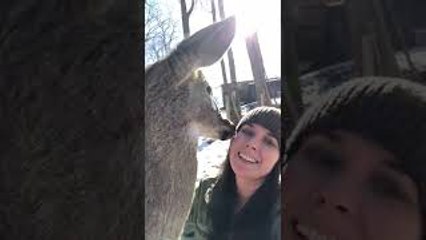 Rescue Deer Visits His Foster Mom