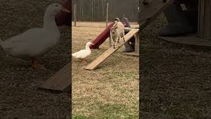 Duck Chases Goat Around the Farm