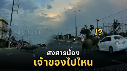 เปิดคลิปกล้องหน้ารถ ควาย 2 ตัว เดินข้ามถนนไม่มีเจ้าของคอยดู ก่อนถูกเก๋งชนจนล้ม