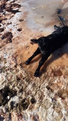 Saving Calf Stuck in Pond
