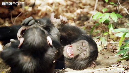 Dynasties  Official Trailer #2  New David Attenborough Series  BBC Earth