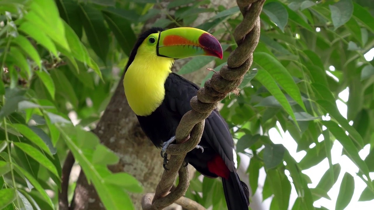 beautiful bird
