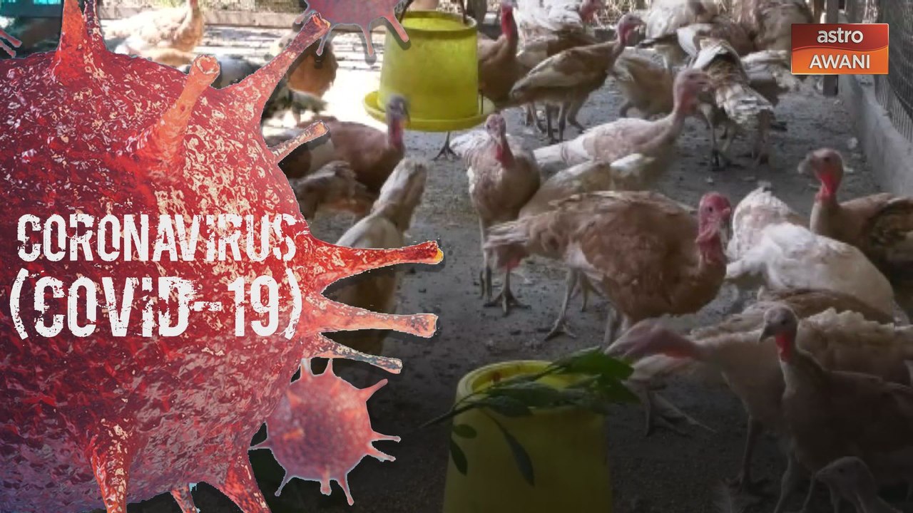Normal baharu usahawan ayam belanda