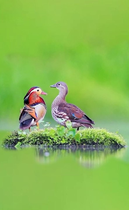 Beautiful ducks