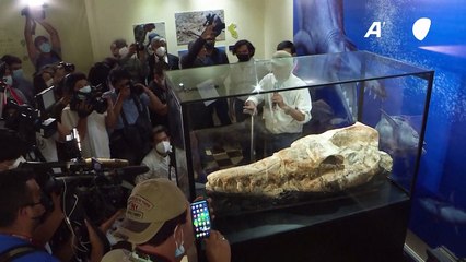 اكتشاف متحجرات حيوانية عمرها 36 مليون سنة في البيرو