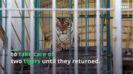 This tiger family is starting a new life after 15 years living in a train carriage