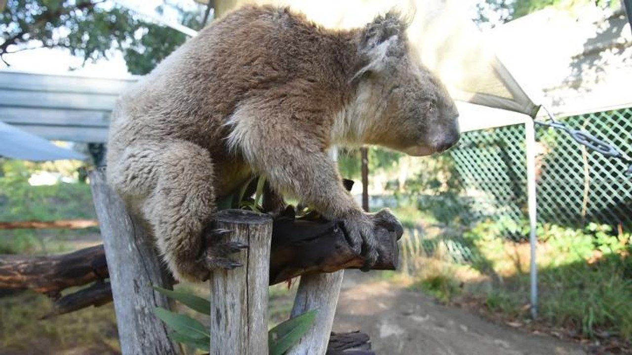 Mandurah Koala