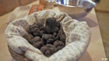 In search of truffles in Provence