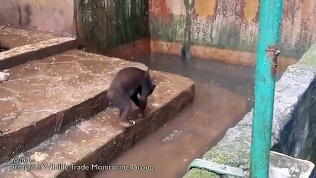 Public (bad) Buzz : Maltraitance animale, la vidéo qui révolte les internautes