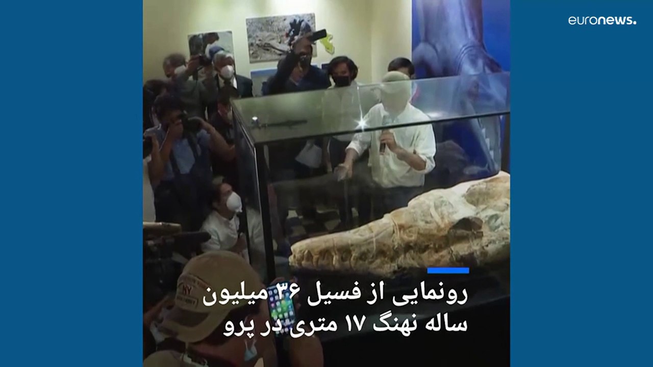 دیرینه شناسان از فسیل ۳۶ میلیون ساله نهنگ ۱۷ متری در پرو رونمایی کردند