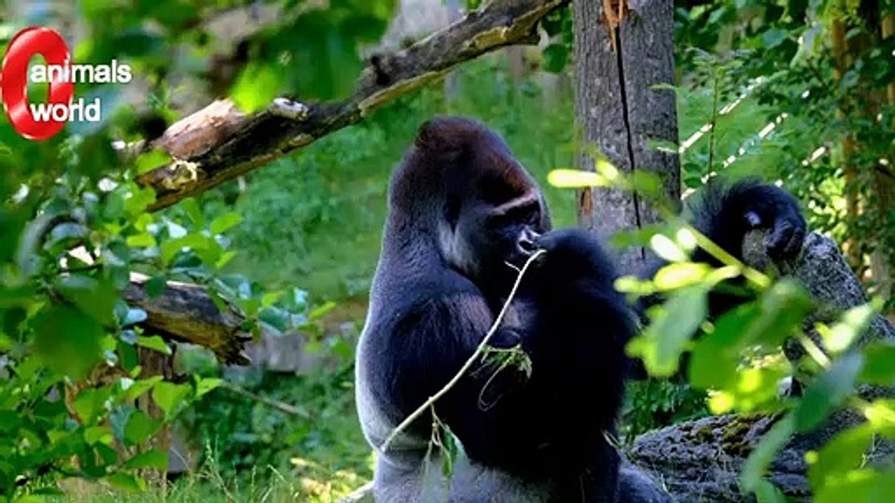 Jungle and jungle tour predators of Africa