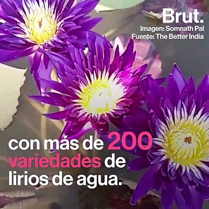 Así es cómo puedes cultivar lirios de agua