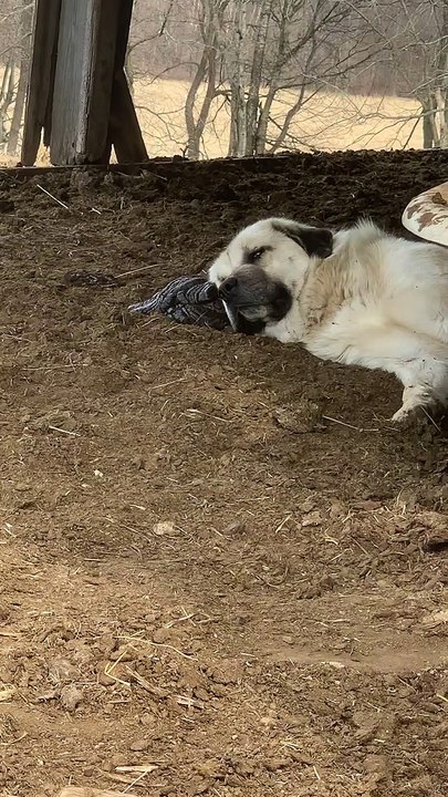 Cuddled Up to a Cow Pie
