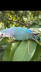 Look how this lovebird strips the leaves removing