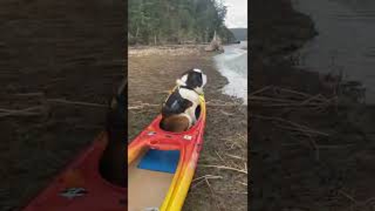 Pup Patiently Waits for Water Adventure