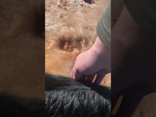 Saving Calf Stuck in Pond