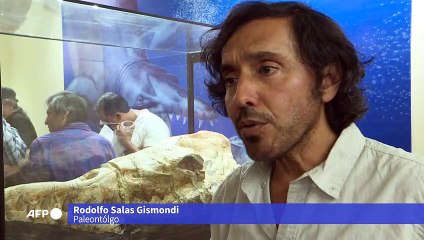 Fóssil de baleia de 36 milhões de anos foi encontrado no Peru