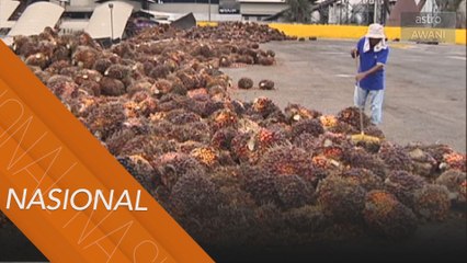 Eksport produk sawit Malaysia catat penurunan 34.8 peratus