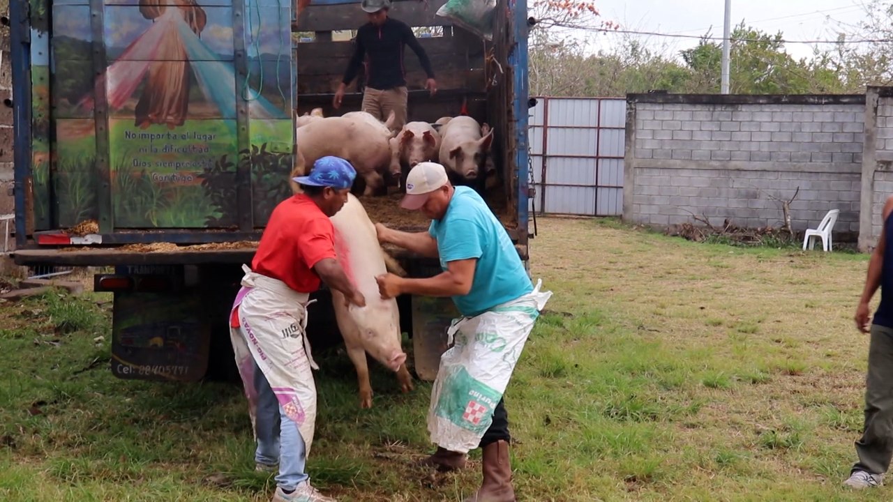 INTA entrega bonos productivos de cerdas a familias chontaleñas