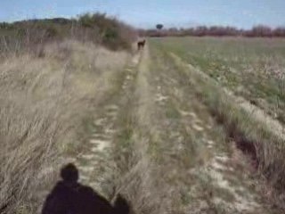 titi sam et alter au vignes de sigean