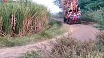 ❤farmtrac 45 epi classic tractor loding single trolley sugarcane ❤️
