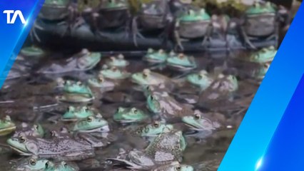 Ranicultores de Zamora Chinchipe exportan a Estados Unidos