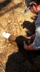 Pipe Unplugged After Plenty of Pulling