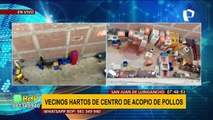 Vecinos de SJL denuncian a avícola clandestina por ser foco infeccioso y dejar olor nauseabundo