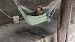 Dog Hangs Out in Hammock