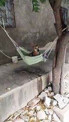Dog Hangs Out in Hammock