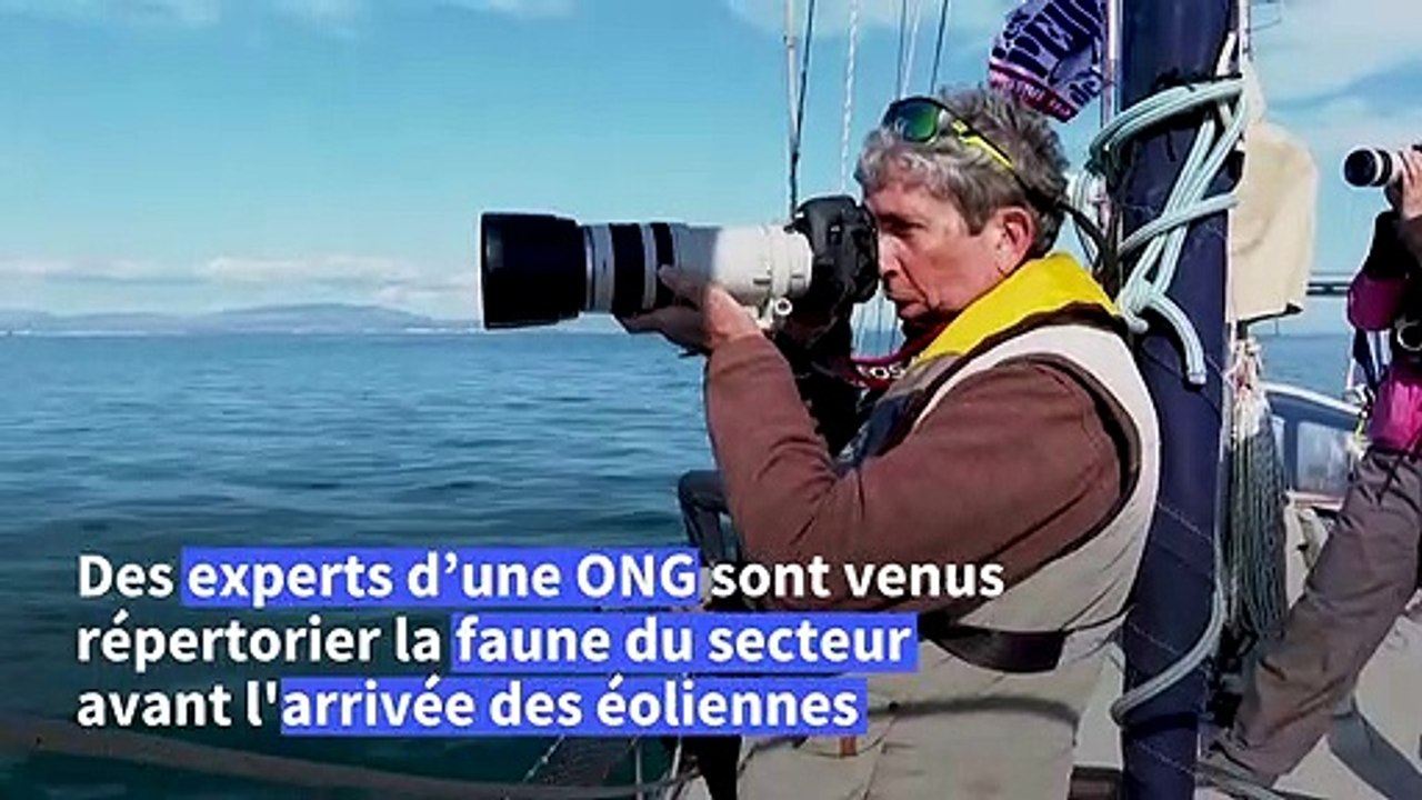 En Méditerranée, une ONG évalue l'impact des futures éoliennes sur la biodiversité