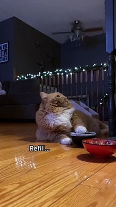 Impatient Cat Asks For Food