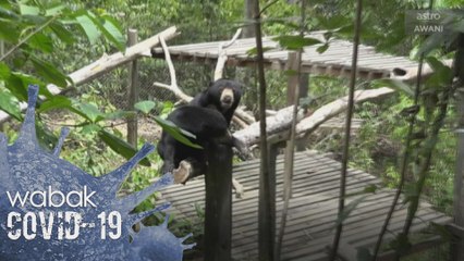 Pusat Konservasi Beruang rayu bantuan untuk teruskan operasi