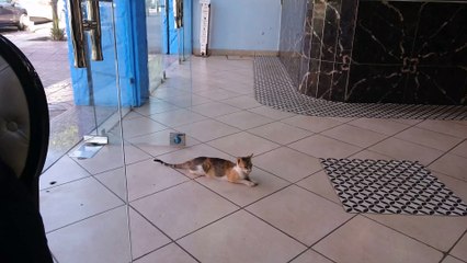 Partager de la pastilla au poison Marocaine avec un chat à Marrakech :) trop chou le mew mew