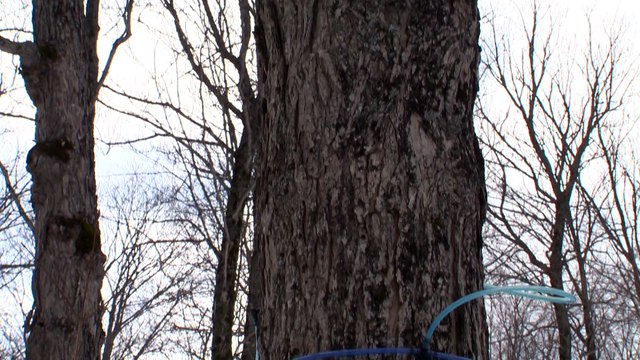 Dur hiver pour les acériculteurs du Bas-Saint-Laurent