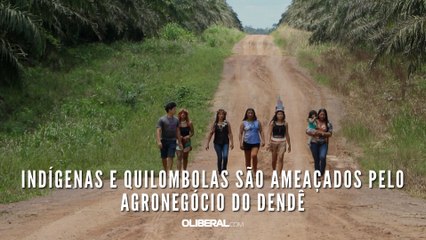 Indígenas e quilombolas são ameaçados pelo agronegócio do dendê