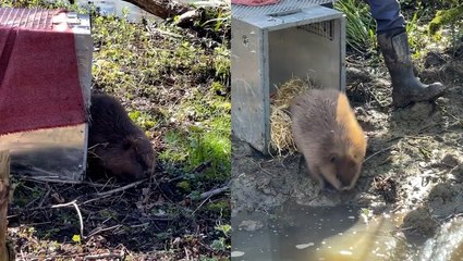 Beavers return to London