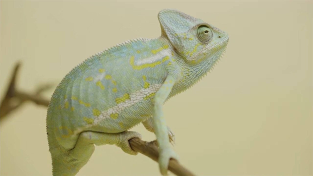 How Long Do Reptiles Live? video Dailymotion